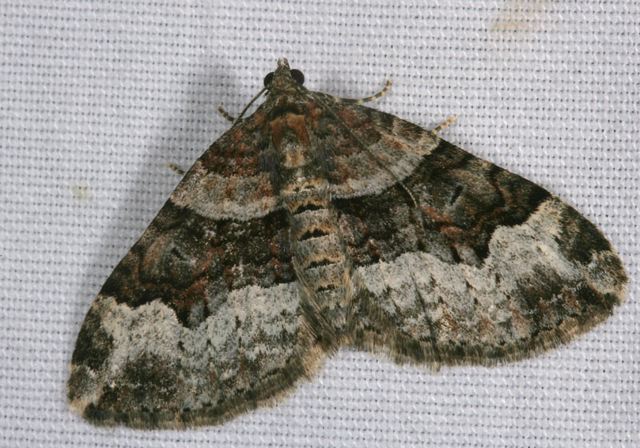 xanthorhoe_lacustrata4197.jpg