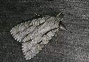 acronicta_lobeliae3956