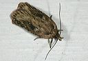 agonopterix_pulvipenn_460de