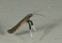 caloptilia_sp4104