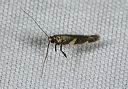 caloptilia_sp4216