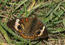 common_buckeye4373