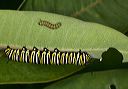 monarch_caterpilar3902