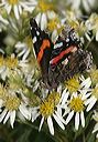 red_admiral4519