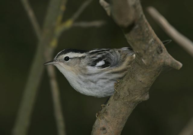 black-and-white_warbler3875.jpg