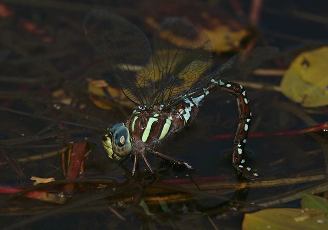 black-tipped_darner4407.jpg