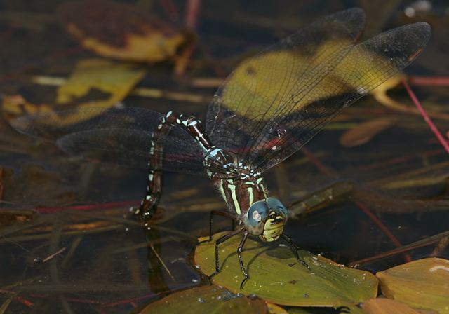 black-tipped_darner4420.jpg