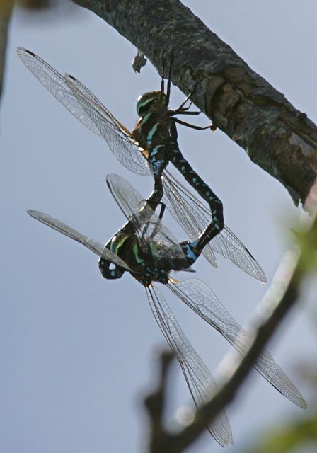 black-tipped_darner4553.jpg