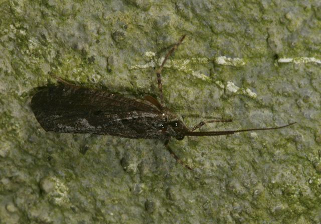 caddisfly3774.jpg