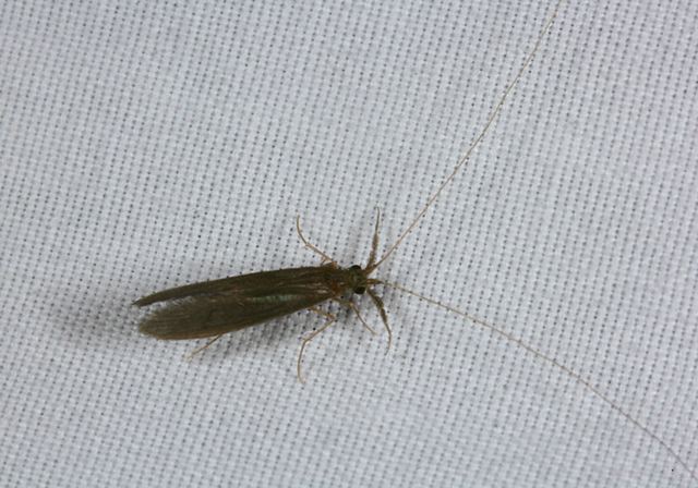 caddisfly4218.jpg