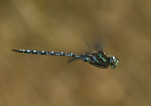 canada_darner4426.jpg