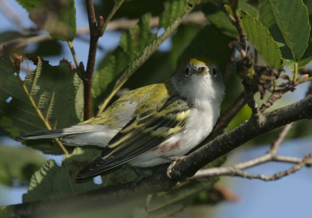 chestnut-sided_warbler4141.jpg