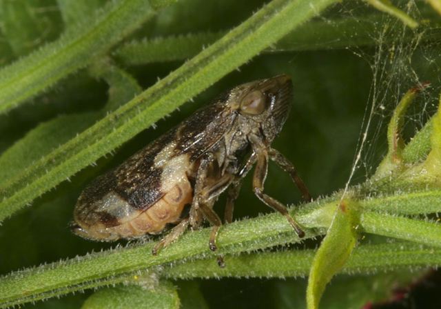 leaf_hopper4177.jpg