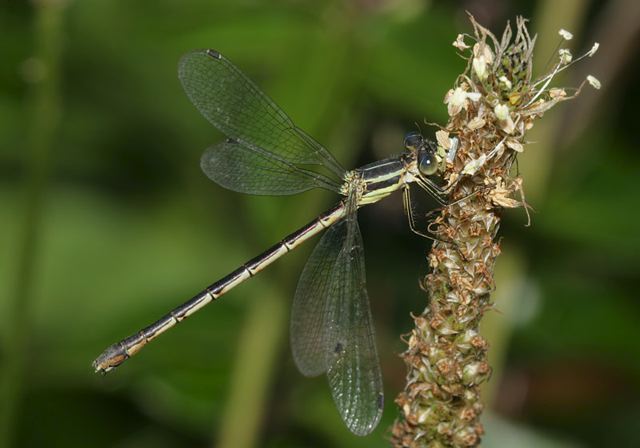 lyre-tipped_spreadwing4361.jpg