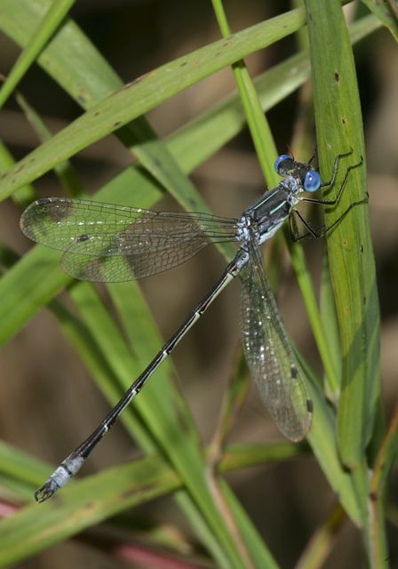 lyre-tipped_spreadwing4384.jpg