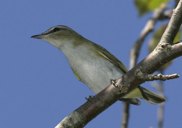 red-eyed_vireo4307.jpg