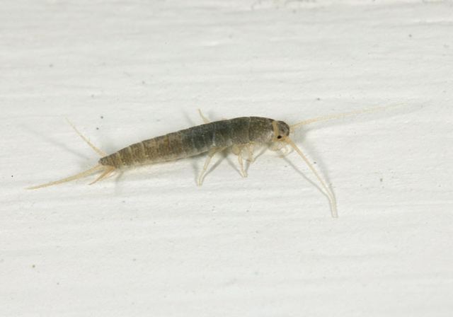 silverfish3786.jpg