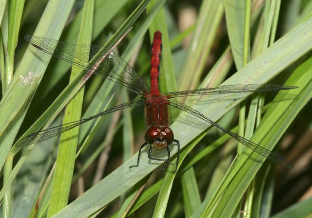 sympetrum4382.jpg