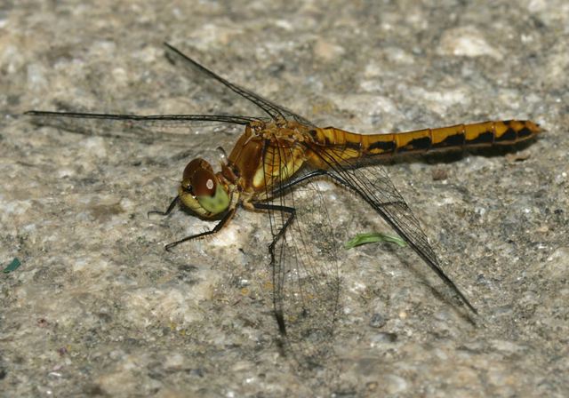 sympetrum4623.jpg