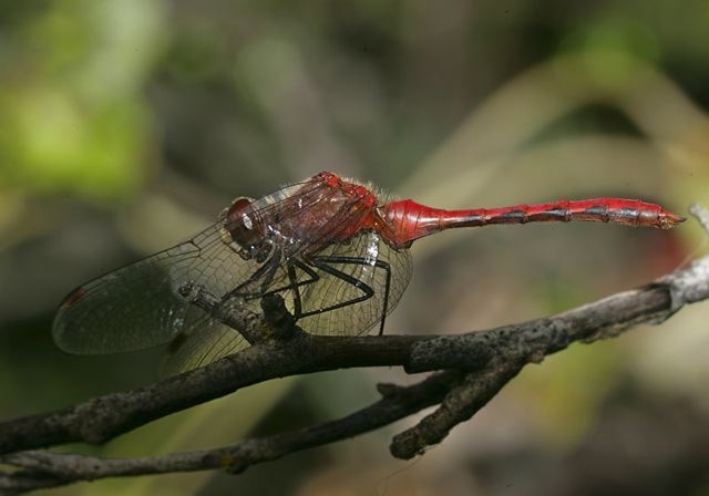 sympetrum4743.jpg