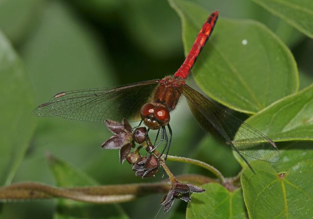 sympetrum_semicinctum4591.jpg