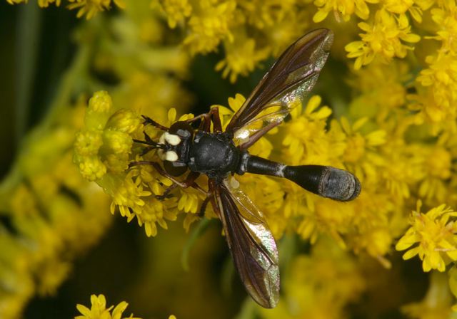 thick-headed__fly4027.jpg