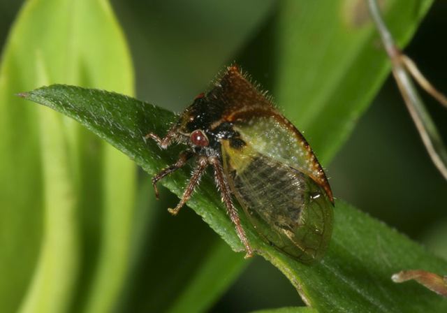 tree_hopper4184.jpg