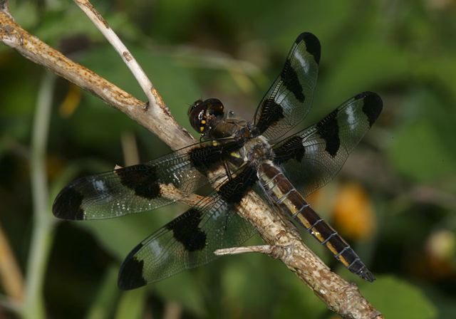 twelve-spotted_skimmer4351.jpg