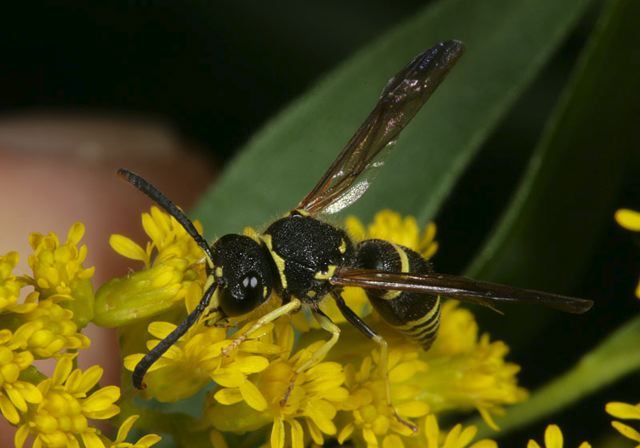 wasp4047.jpg