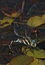 black-tipped_darner4421