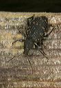 black_vine_weevil3757