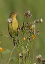 bobolink4731