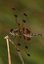 calico_pennant4506