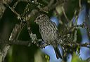 chipping_sparrow4441