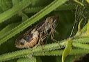 leaf_hopper4177