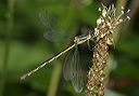 lyre-tipped_spreadwing4361