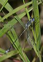 lyre-tipped_spreadwing4384