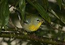 northern_parula3858