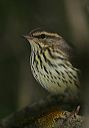 northern_waterthrush3883