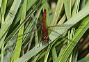 sympetrum4382