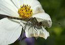 sympetrum4624