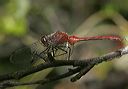 sympetrum4743