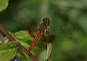 sympetrum_semicinctum4590