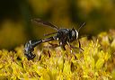 thick-headed__fly4033