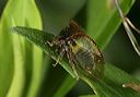 tree_hopper4184