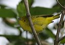 yellow_warbler3877