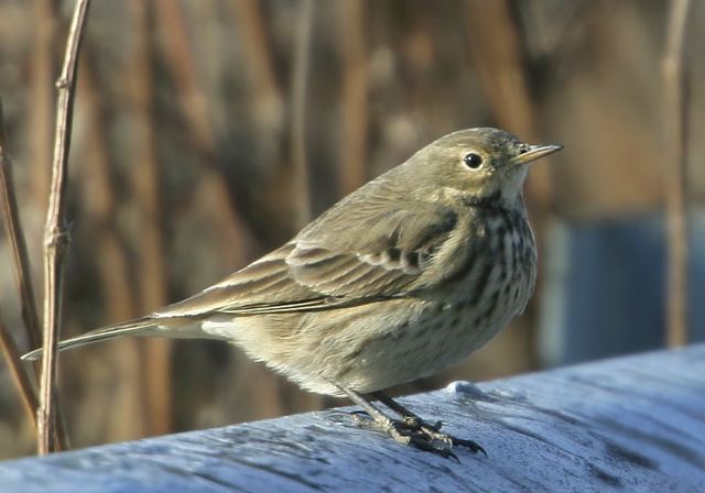 american_pipit865.jpg