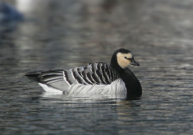 barnacle_goose1086.jpg