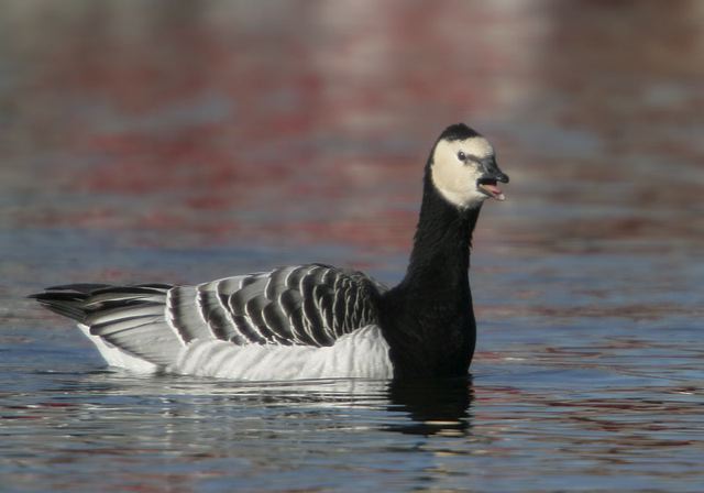 barnacle_goose1093.jpg