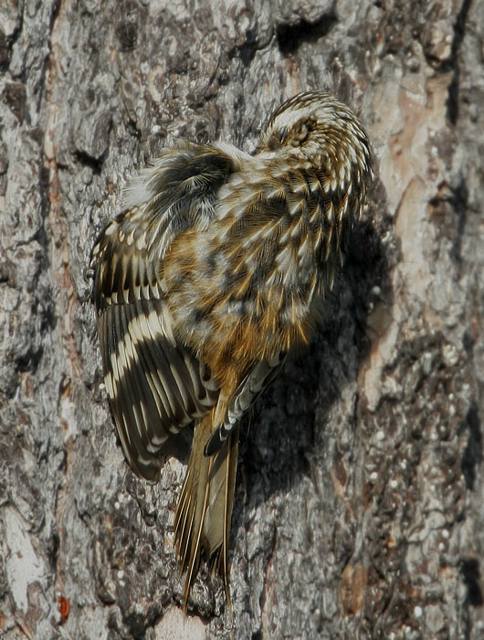 brown_creeper950.jpg